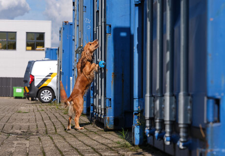 Speurhonden Ondermijningsteam integrale controle